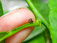 Scymnobius ecuadoricus