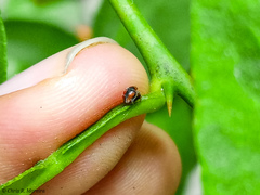 Scymnobius ecuadoricus