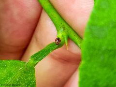 Scymnobius ecuadoricus