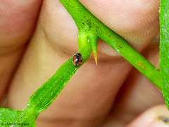 Scymnobius ecuadoricus