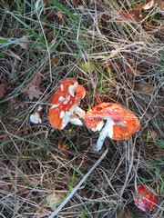 Amanita muscaria