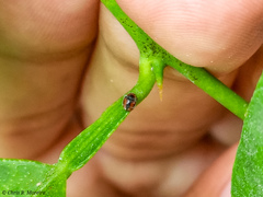 Scymnobius ecuadoricus