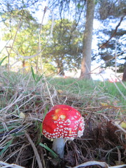 Amanita muscaria