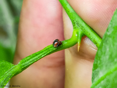 Scymnobius ecuadoricus