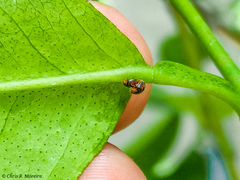 Scymnobius ecuadoricus