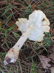 Amanita muscaria