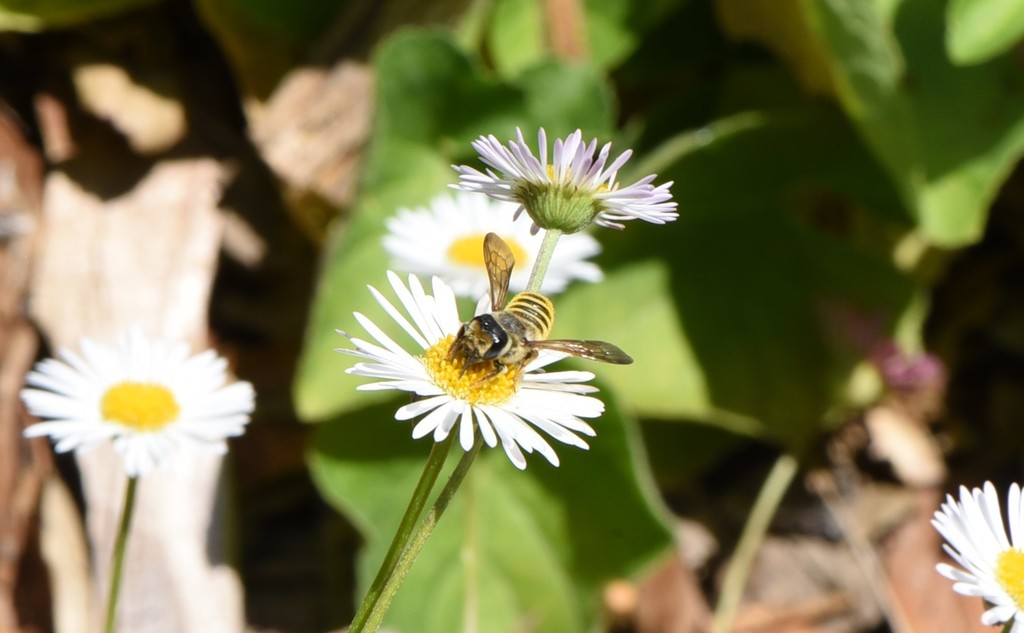 Horn-faced Leafcutter Bee