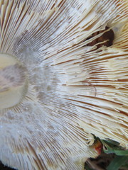 Amanita muscaria