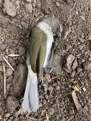 Saltator striatipectus