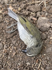 Saltator striatipectus