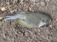 Saltator striatipectus