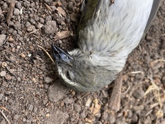 Saltator striatipectus