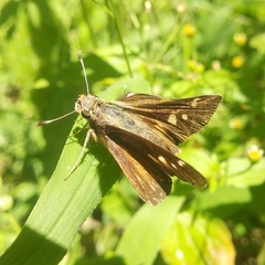 Lon melane vitellina