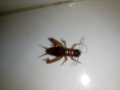 Ensifera