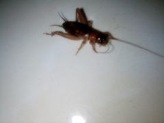 Ensifera