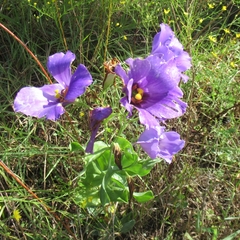 Eustoma russellianum