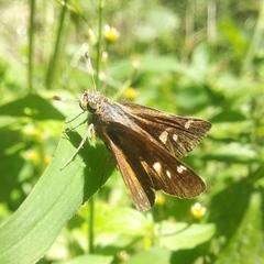 Lon melane vitellina