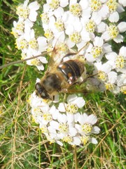 Eristalis tenax