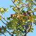 Sorbus domestica - Photo (c) Werner Witte,  זכויות יוצרים חלקיות (CC BY-NC)