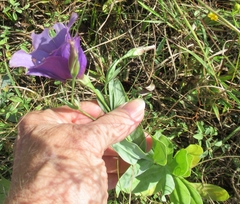 Eustoma russellianum