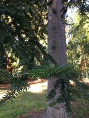 Abies numidica