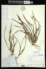 Carex backii