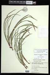 Carex backii
