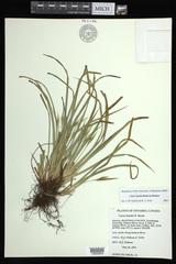 Carex backii