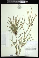 Carex backii