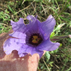 Eustoma russellianum