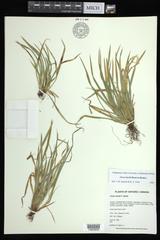 Carex backii