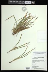 Carex backii