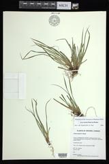 Carex backii