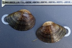 Truncilla donaciformis