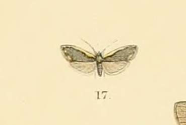 Diduga albicosta