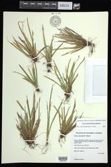 Carex backii