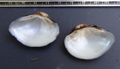 Truncilla donaciformis