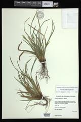 Carex backii