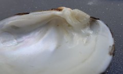 Truncilla donaciformis