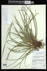 Carex backii
