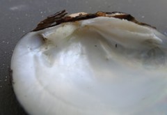 Truncilla donaciformis