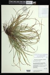 Carex backii