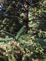 Abies numidica
