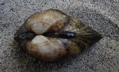 Truncilla donaciformis