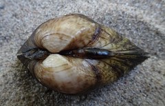 Truncilla donaciformis