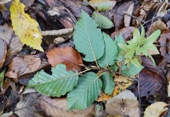 Carpinus betulus