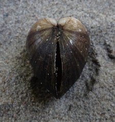 Truncilla donaciformis