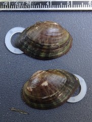 Truncilla donaciformis