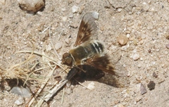 Thyridanthrax andrewsi