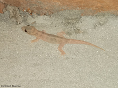 Phyllodactylus reissii